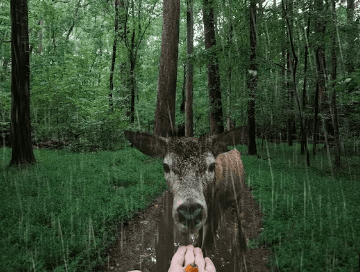 Relaxing Lush Forest Thunderstorm, Walking in the Rain ASMR, Nature Sounds for Sleep