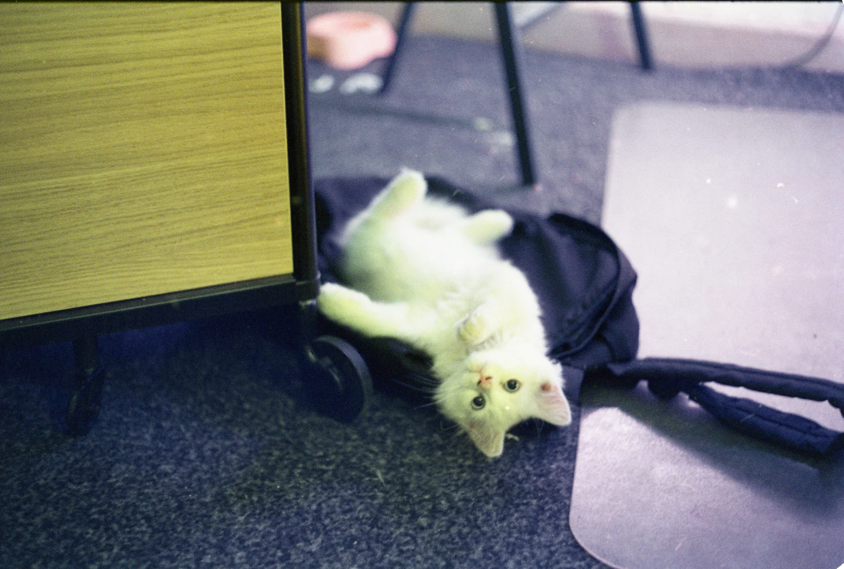 Cat on a Camera Bag