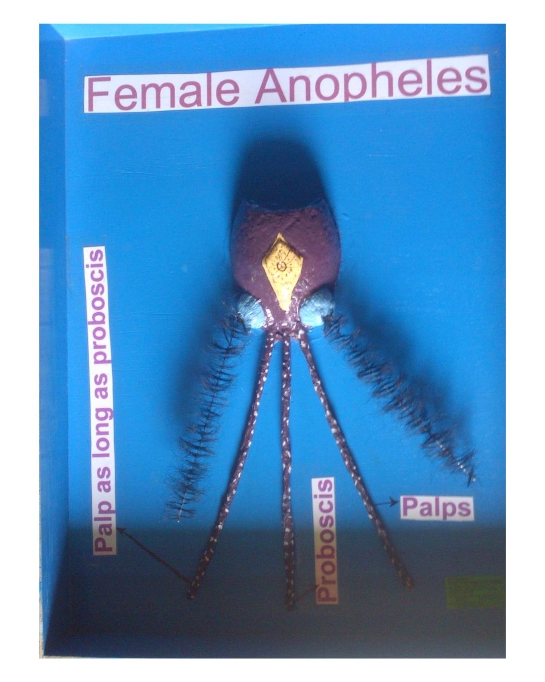 Head of Female Anopheles