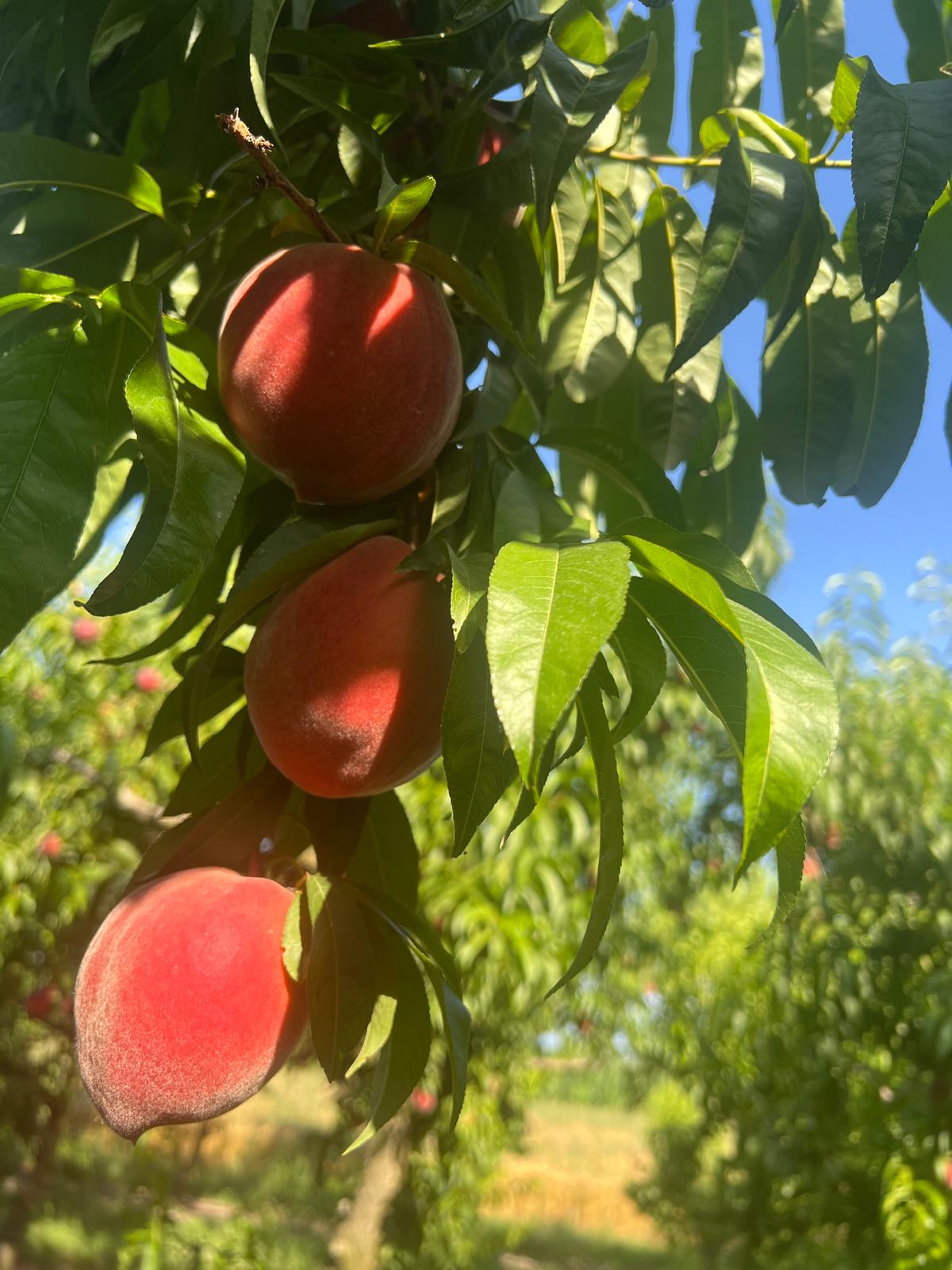 Juicy Greek peaches on branch, wholesale stone fruit supply