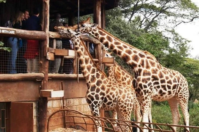 Kenya Masai Mara Tour Package