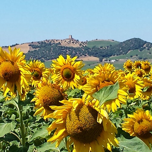 A field of sunflowers with green hills and a small structure on a hill in the background under a clear blue sky.