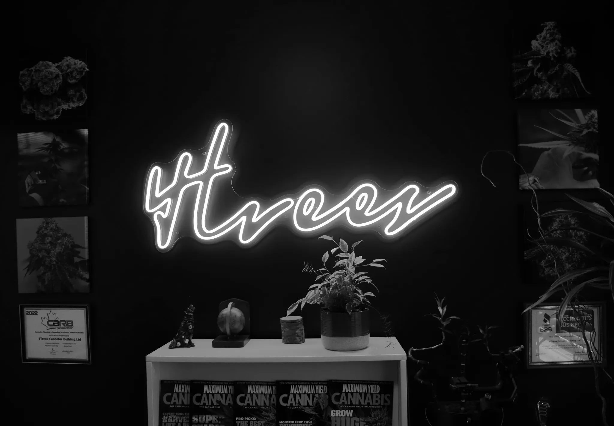 4trees office neon sign and Maximum Yield Cannabis Magazines