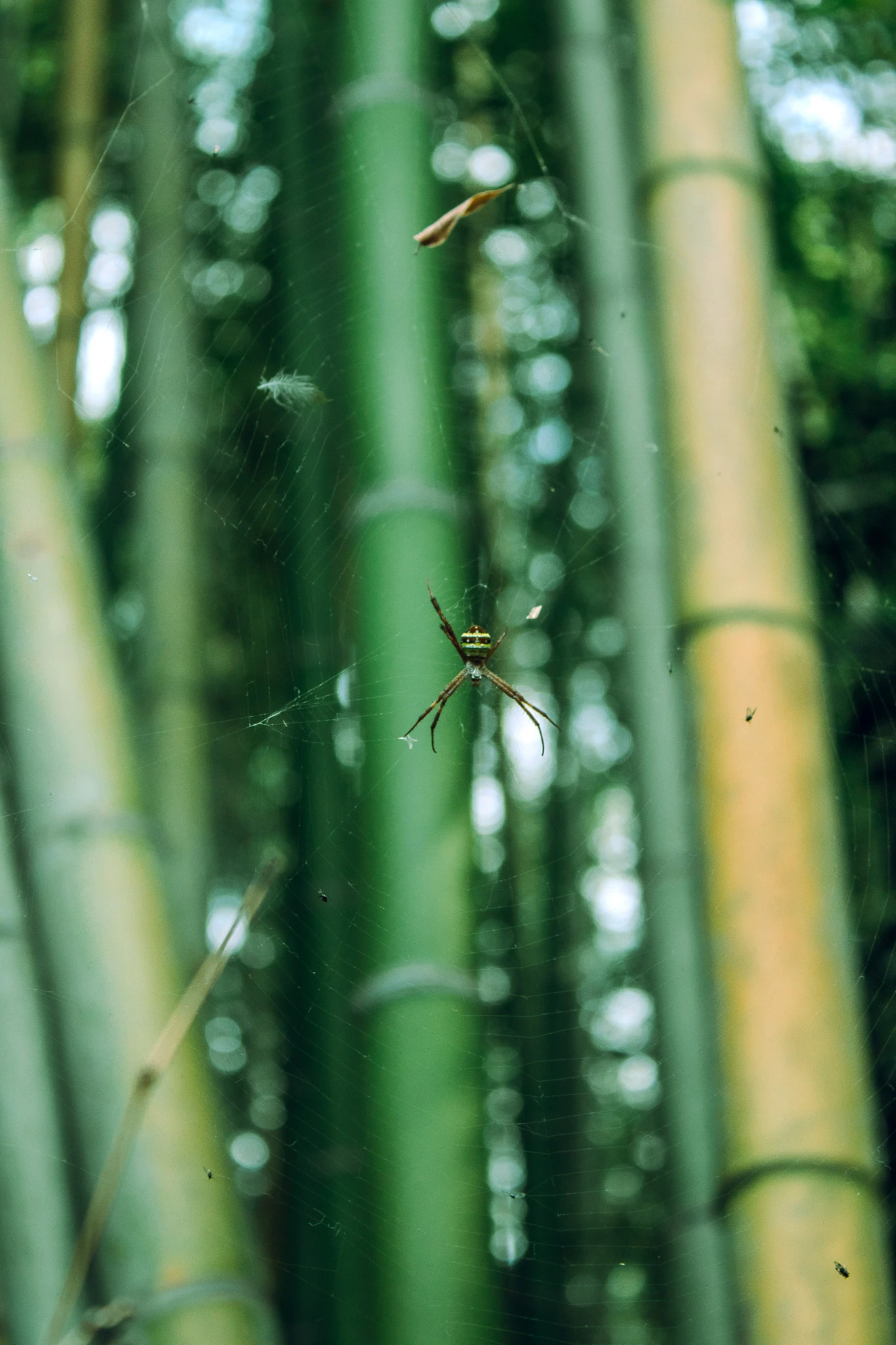 An enormous spider with yellow stripes in a web suspended in a bamboo forest.