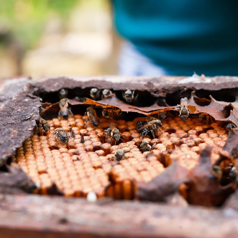 Detalhe de uma melgueira com abelhas.