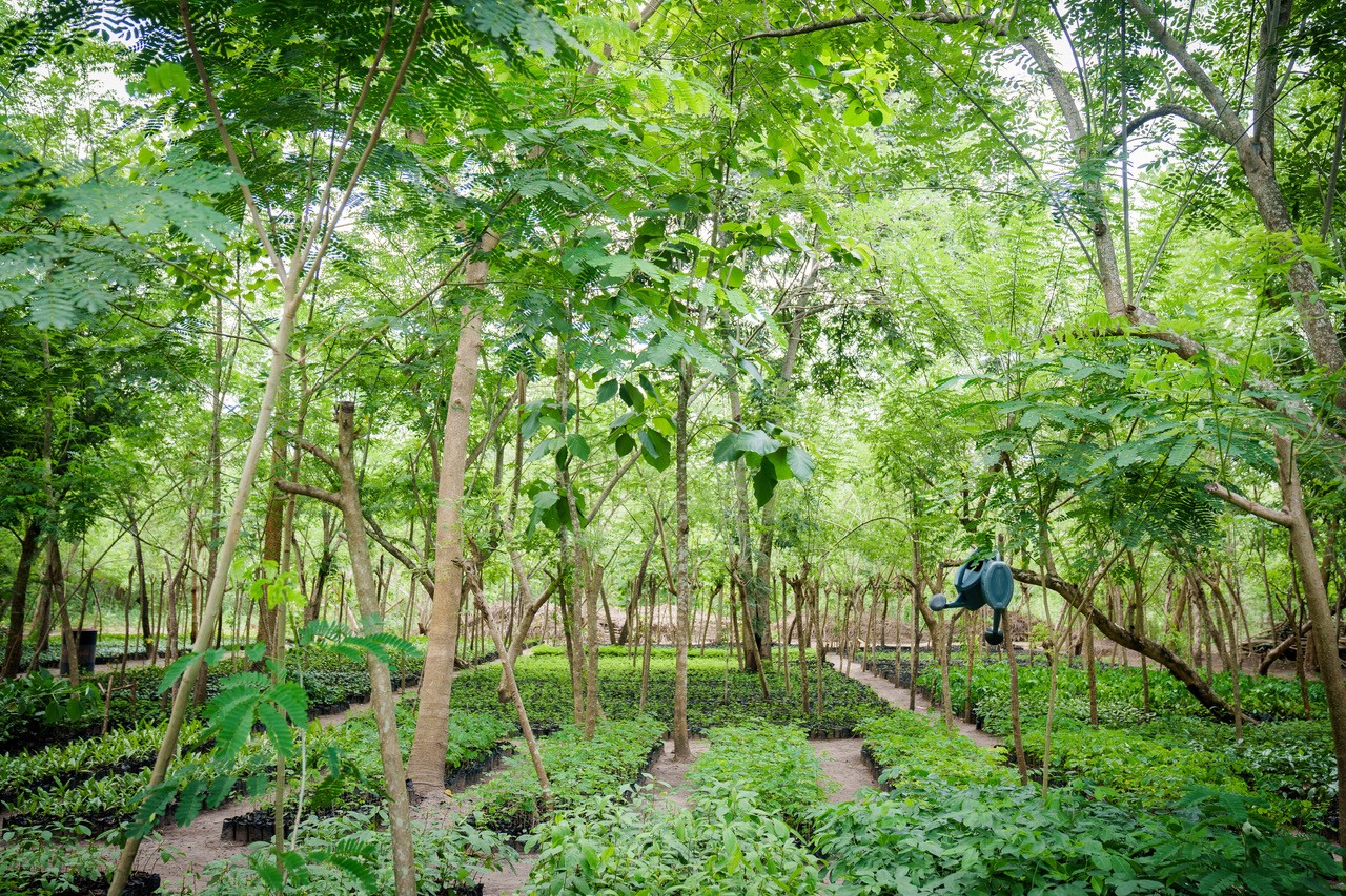 Baumschule im Naturwald von PROJECT TOGO in Togo