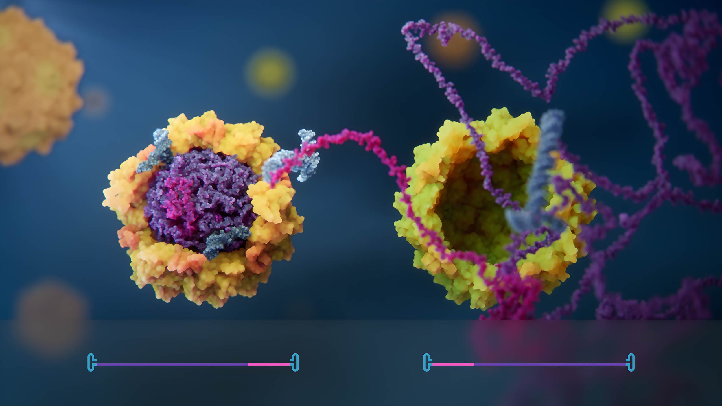 Two open AAV capsids with DNA fragments partly packed inside