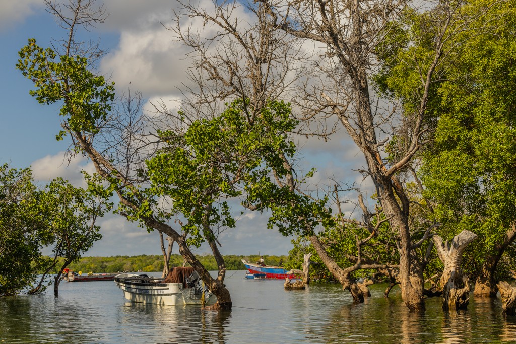 Boats and mangrove trees. Photo credit Anthony Ochieng Onyango