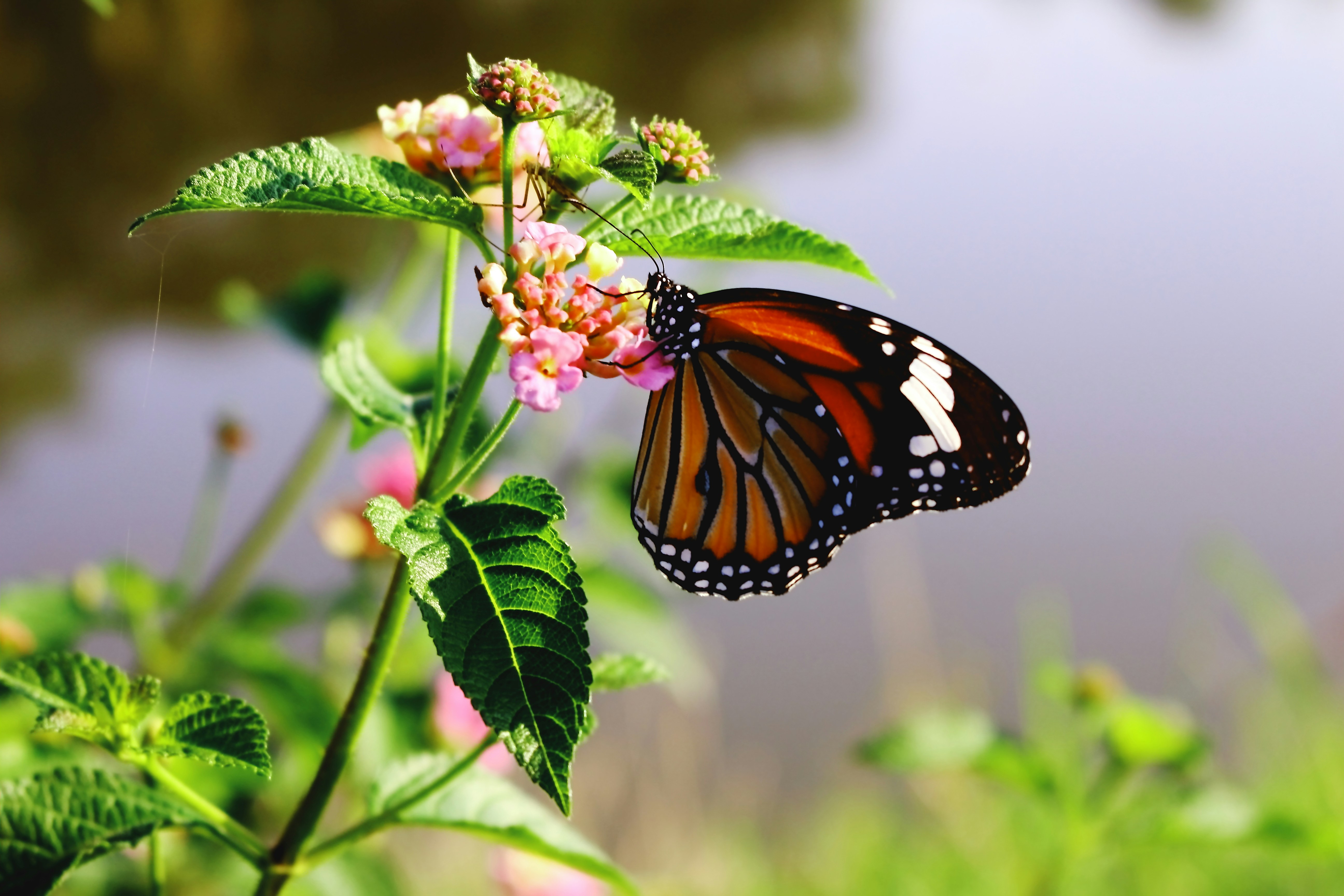 a butterfly sitting on top of a pink flower