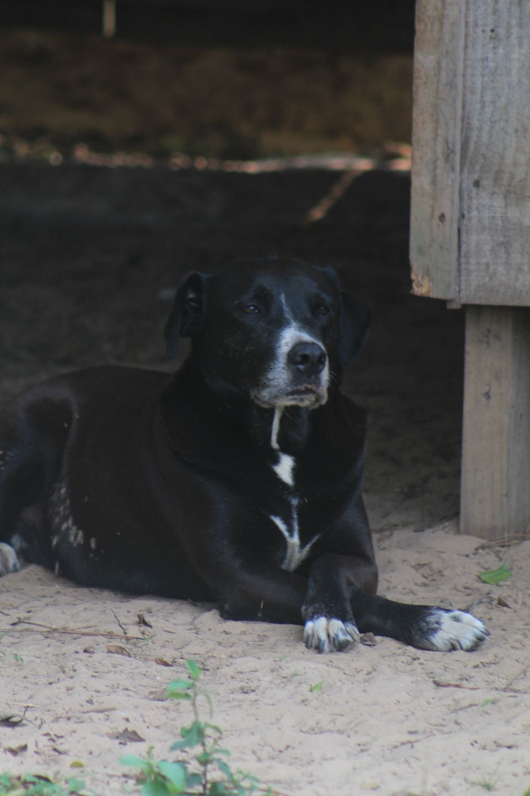 Dog photo