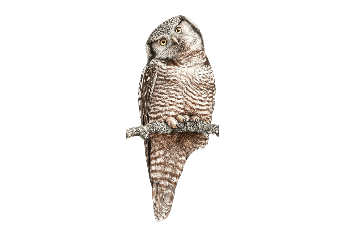 Northern Hawk Owl illustration