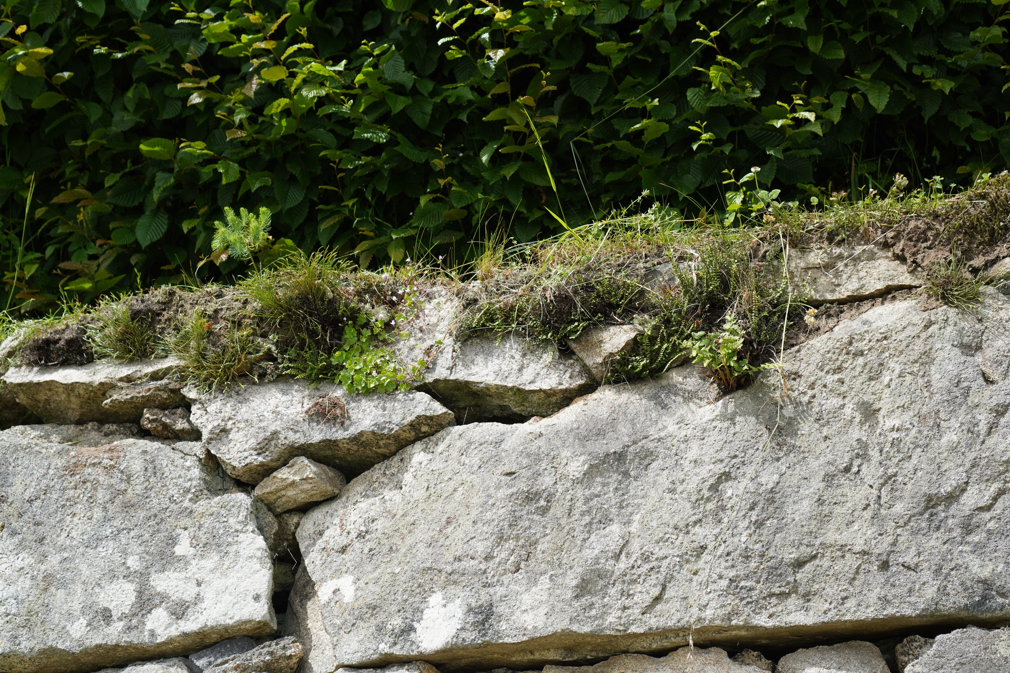 Bepflanzung Trockenmauer