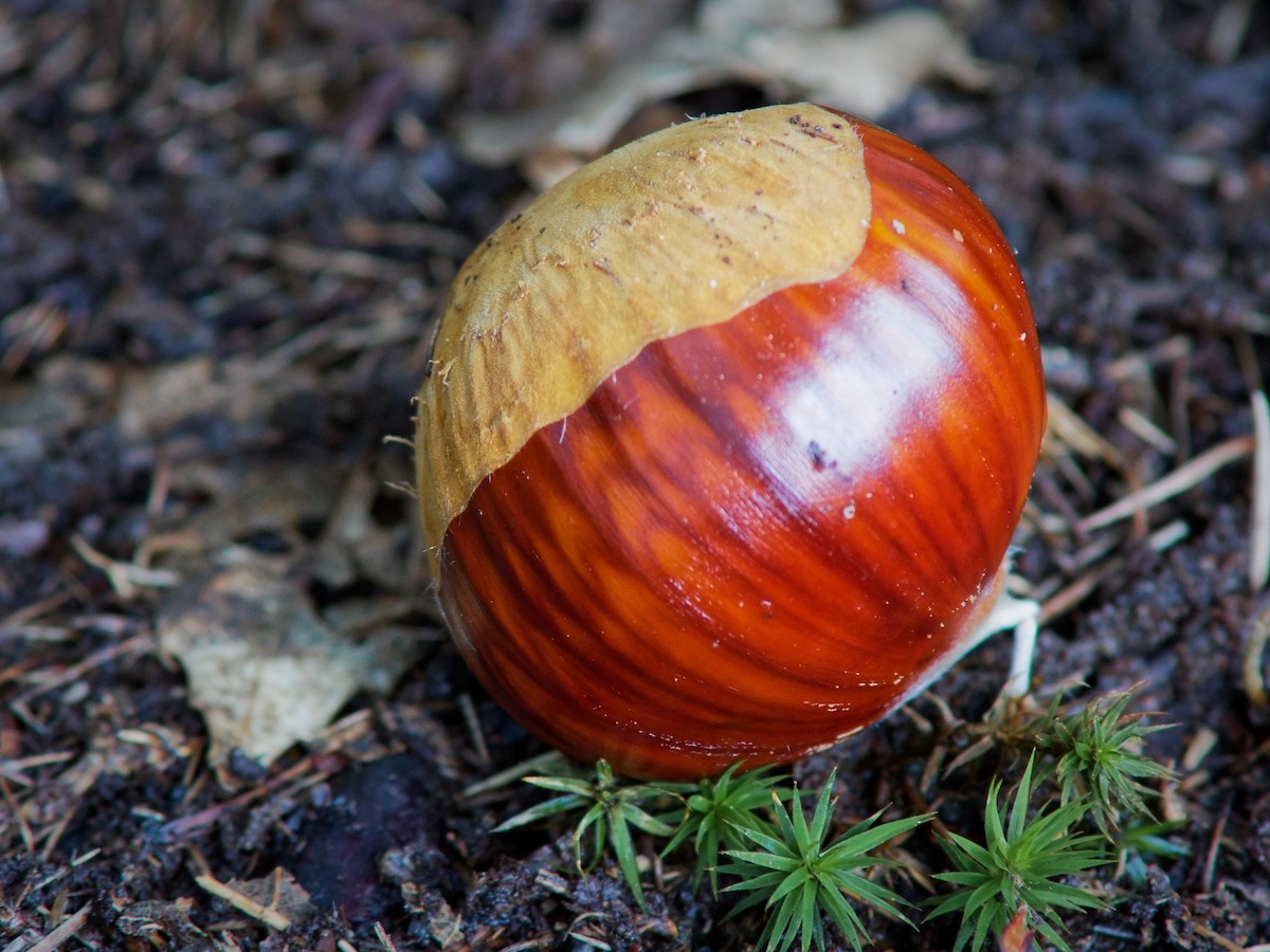 Luminous chestnut