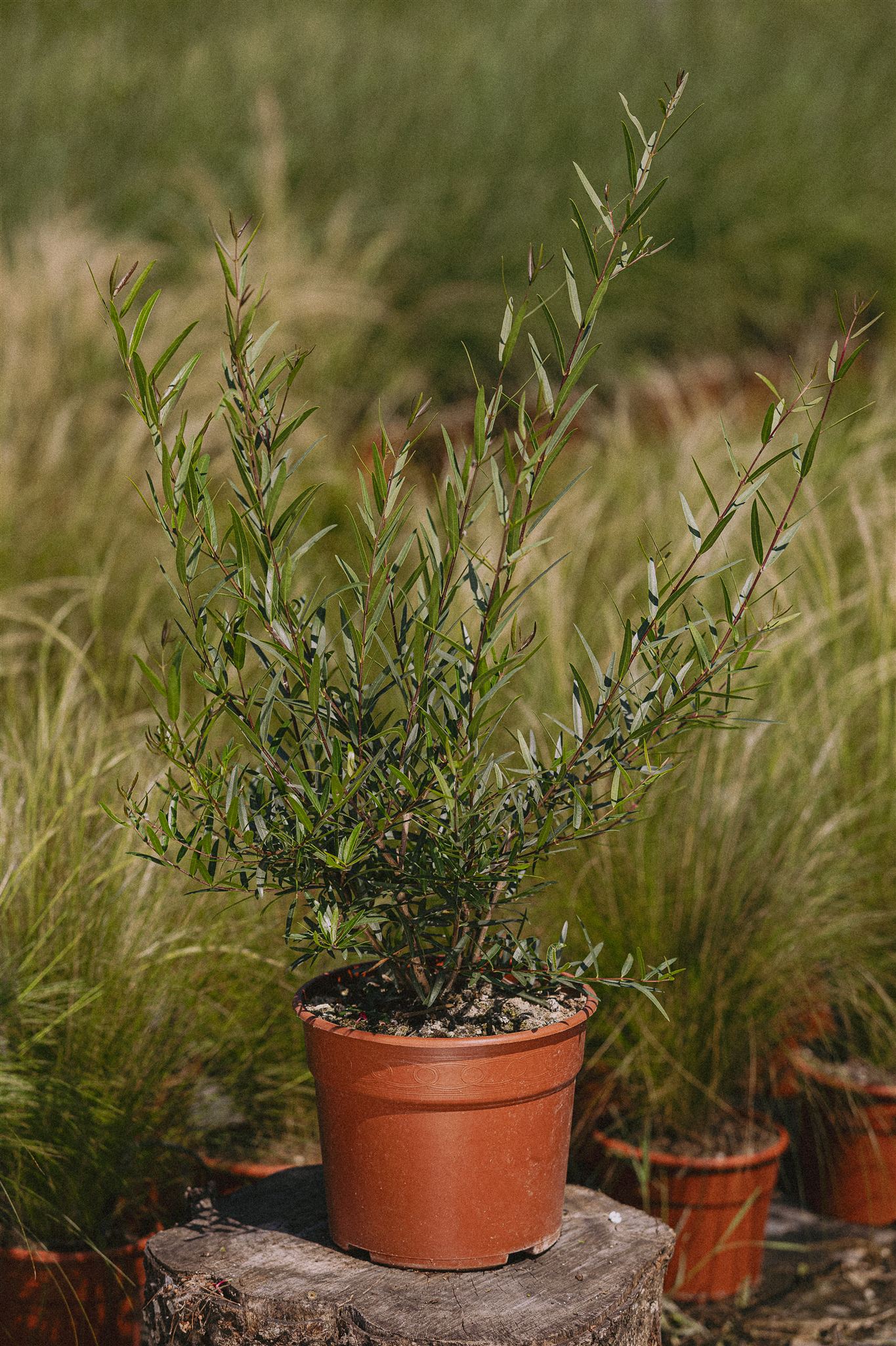 Phillyrea angustifolia Eiviss Garden