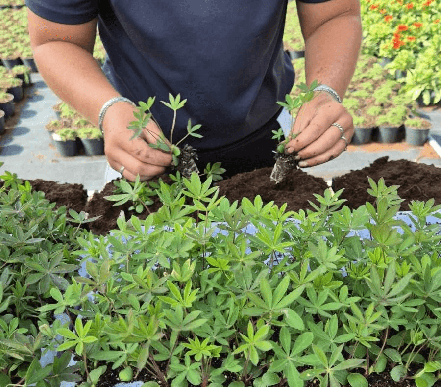 Bas Kwekerij De Weet