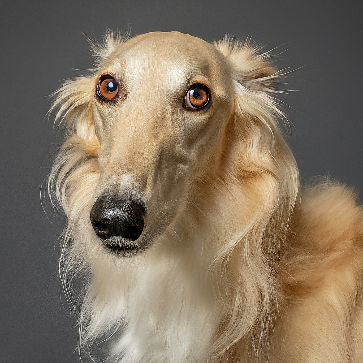 BUDDYUNO, Silken Windhound