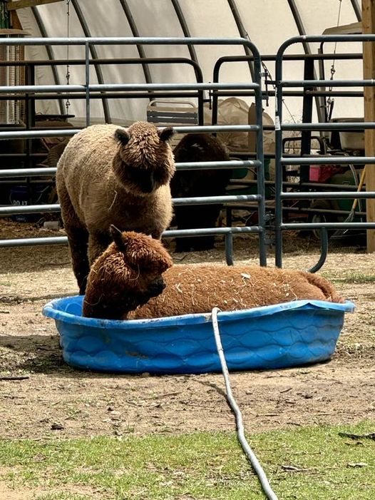 An alpaca taking a bath in a kiddie pool