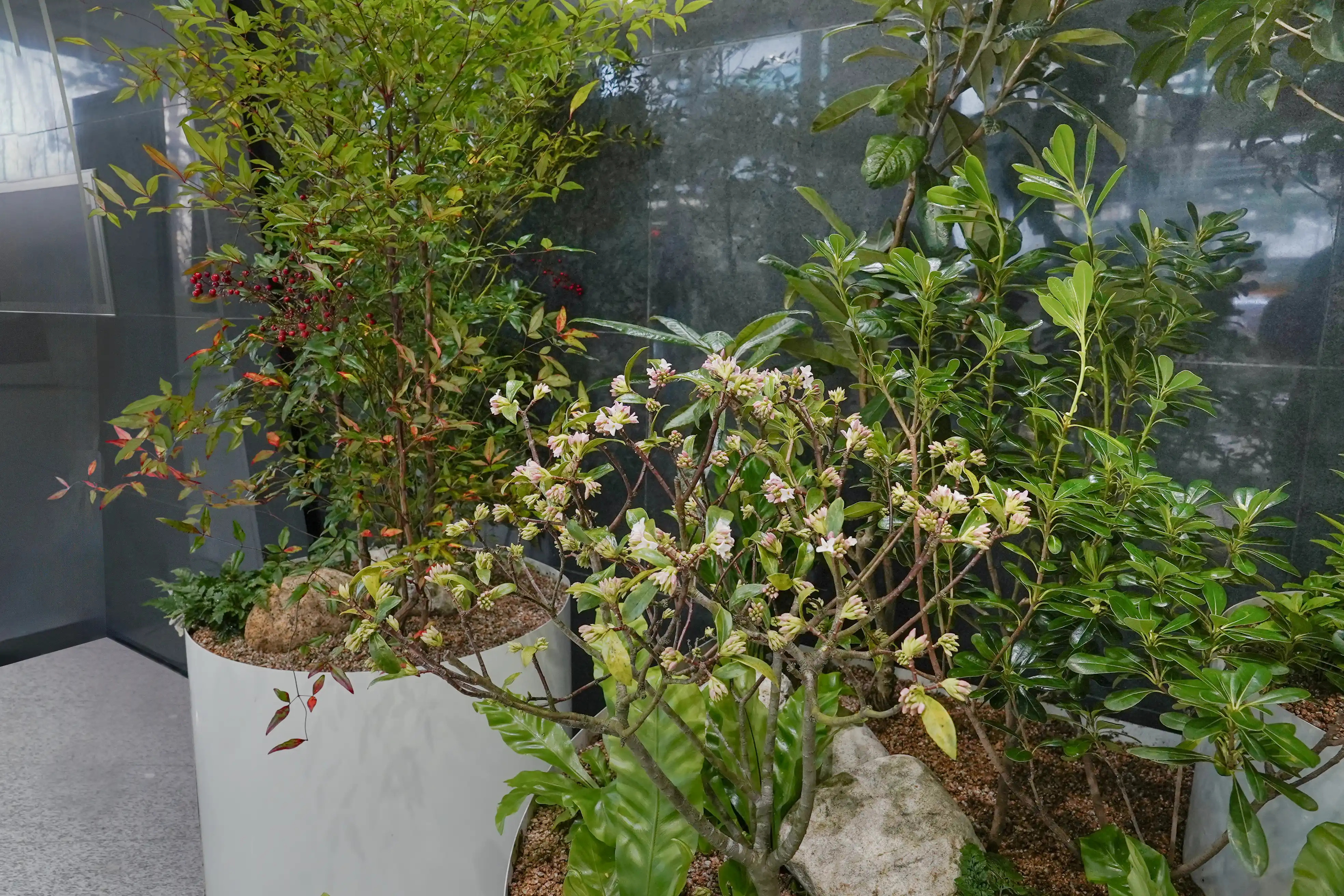 만리향을 활용한 로비 실내조경