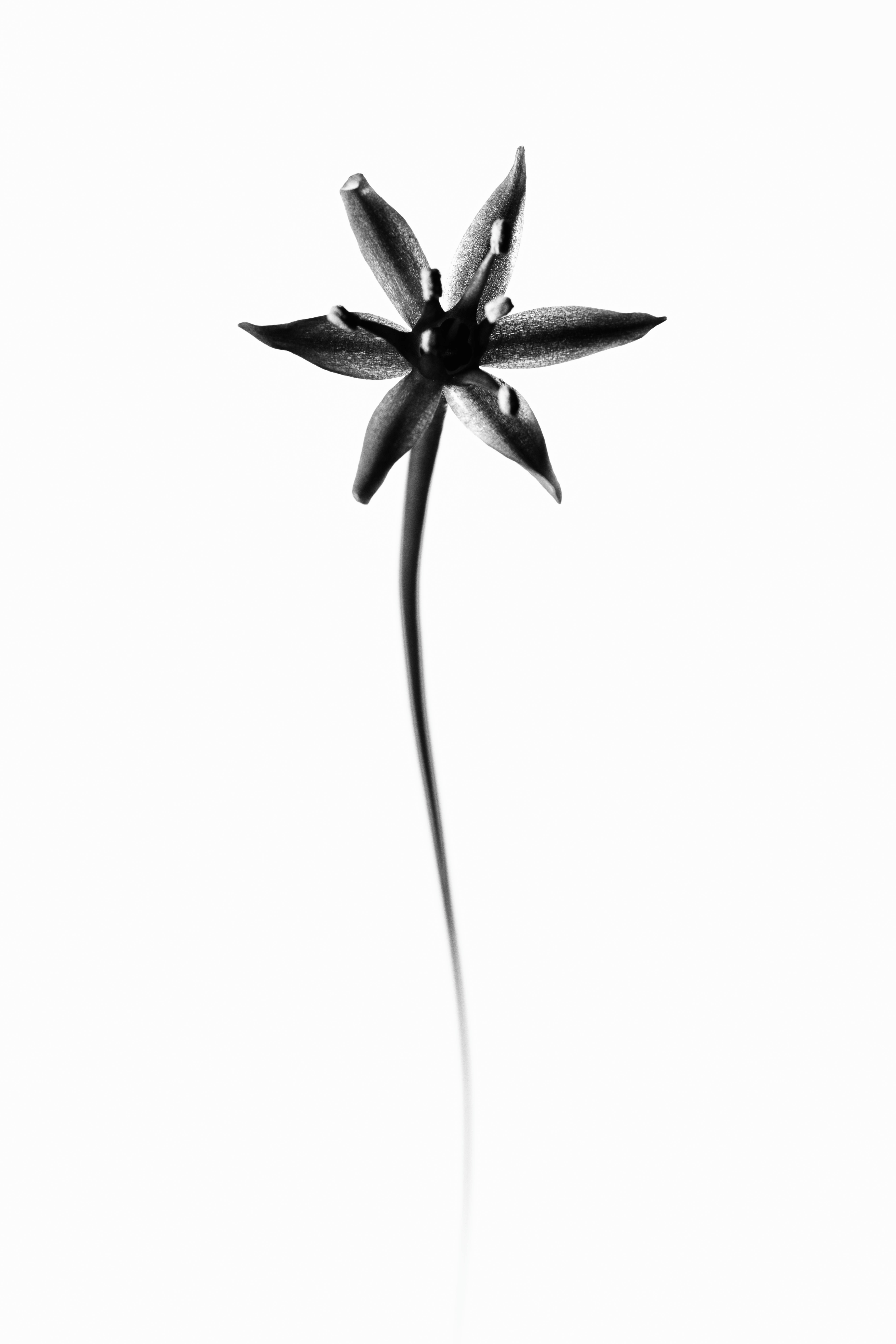 Fleur, Ortie, Photo de studio, Noir et blanc, pierretmae