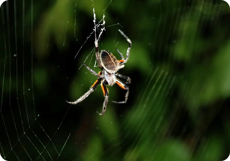 How to Get Rid of Spiders and Cobwebs from Home