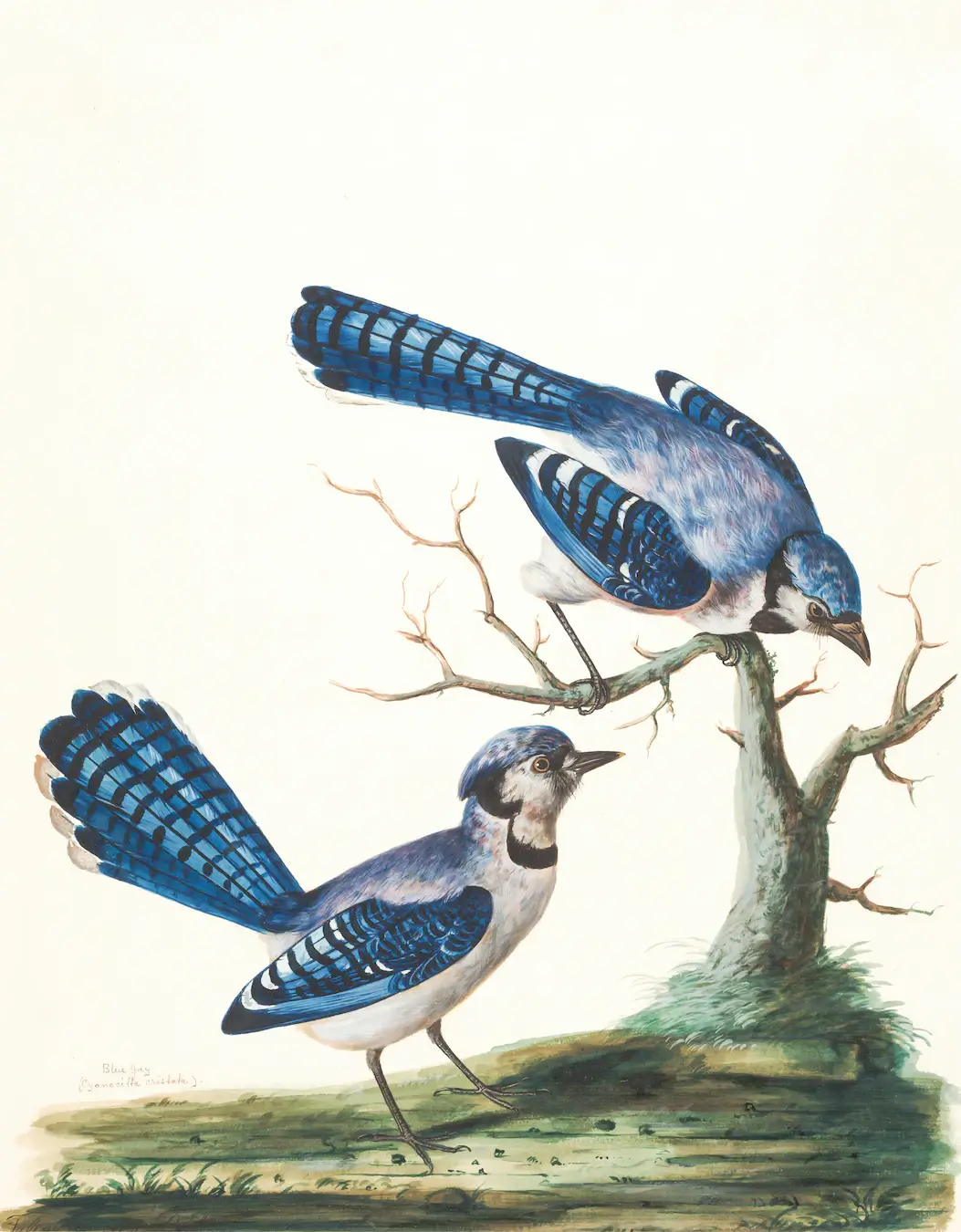 Two Blue Birds