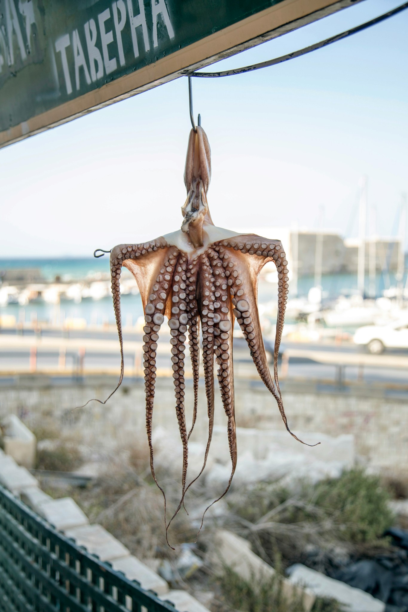 Drying octopus in a greek taverna