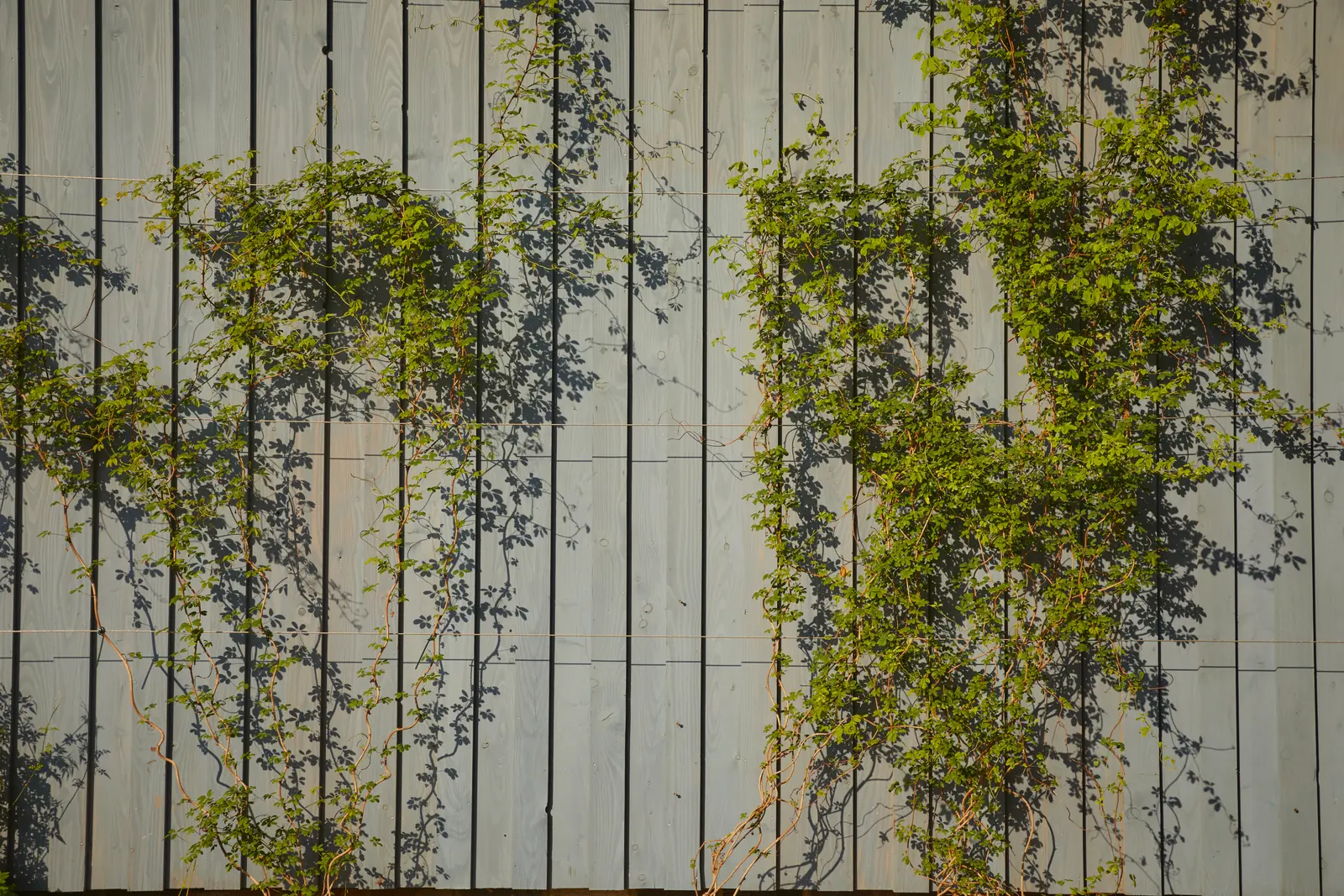 Green vines climbing up a weathered wooden wall, creating a natural texture contrast.