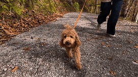 Dog walking