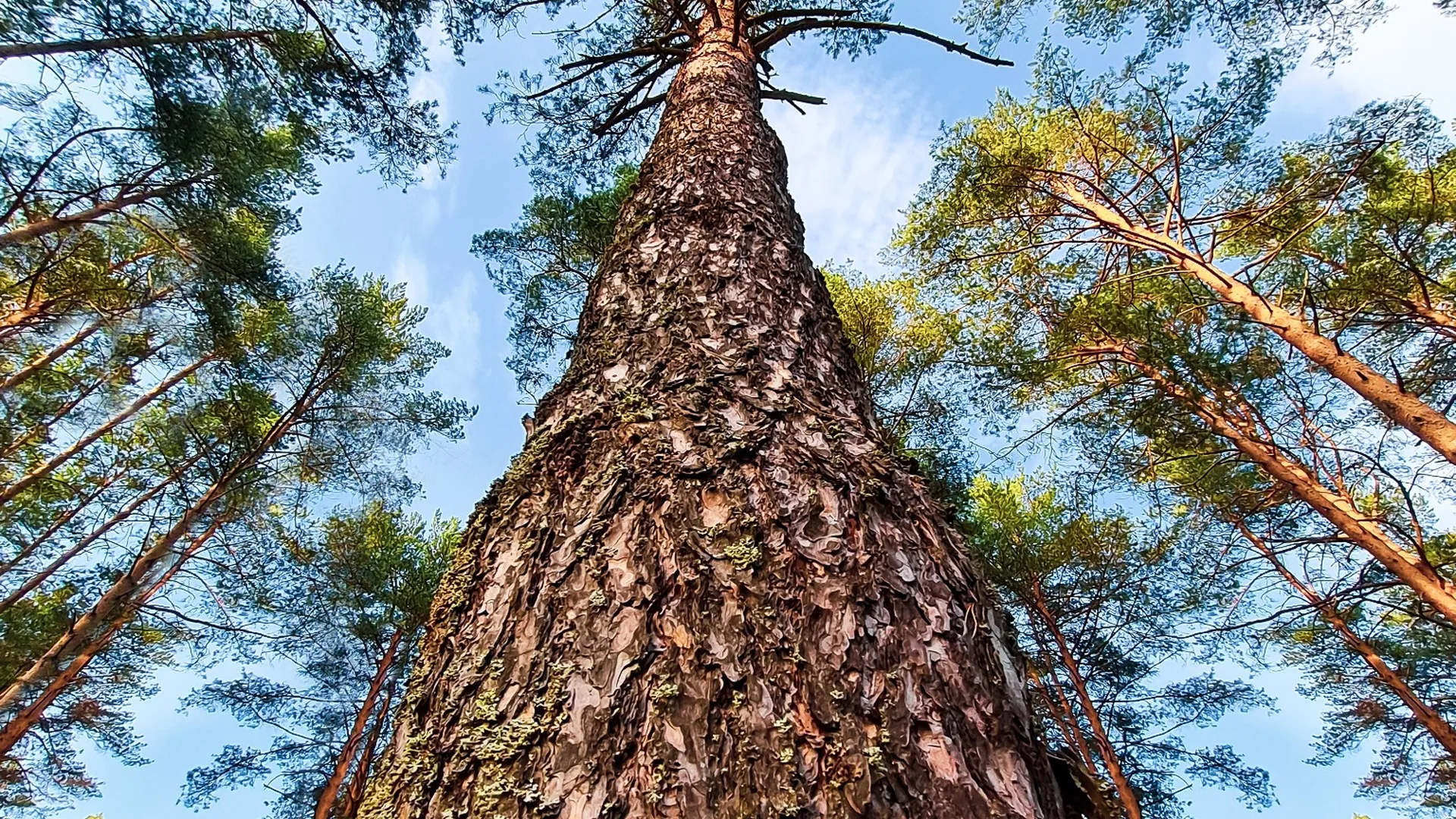 Forest Trees