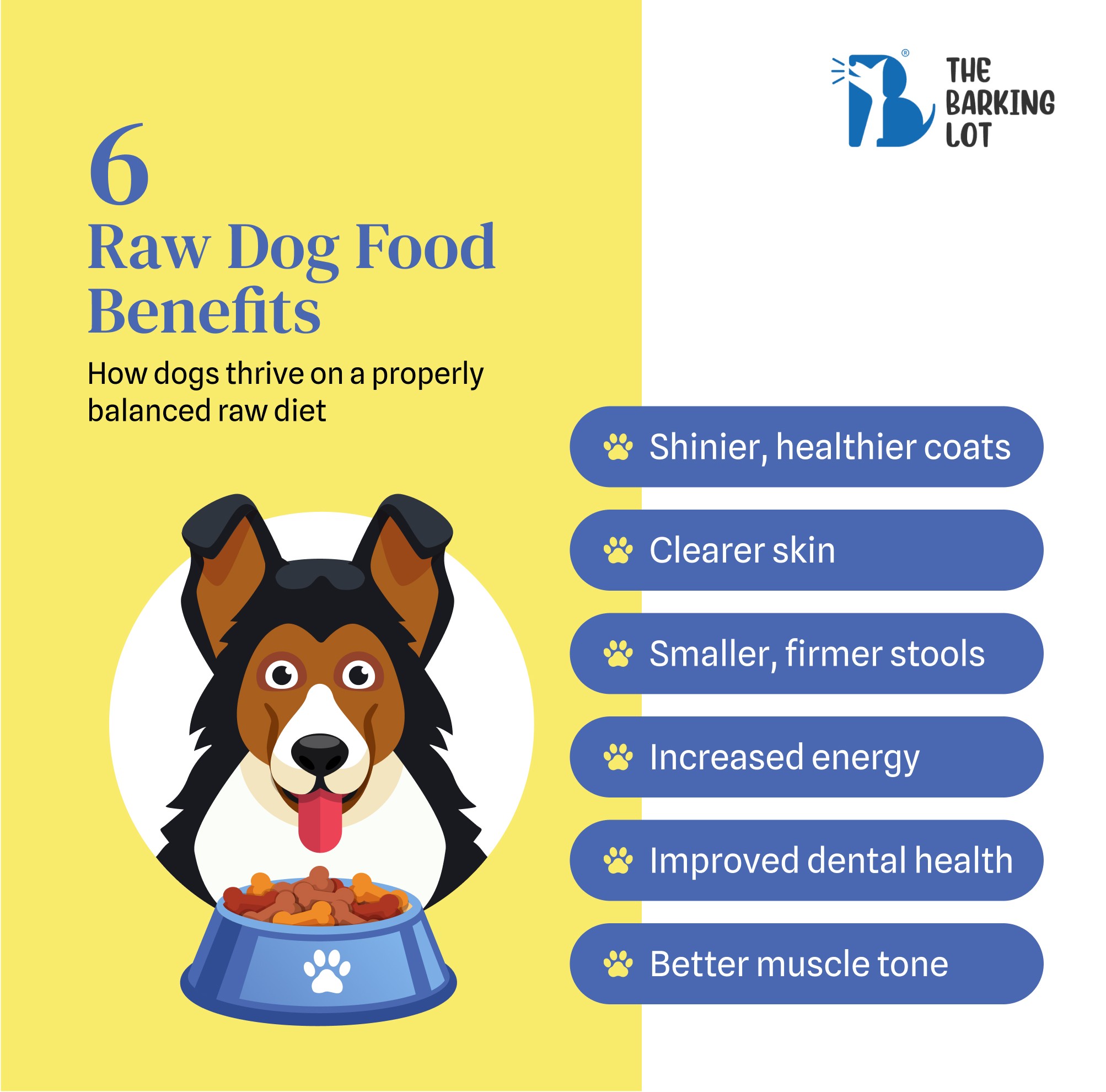 Visual guide highlighting positive health outcomes for dogs from a raw dog food diet.