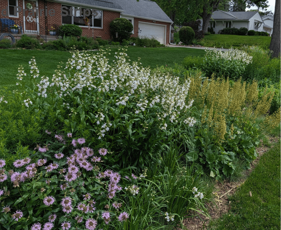 Pocket Prairies & Prairie Strips example