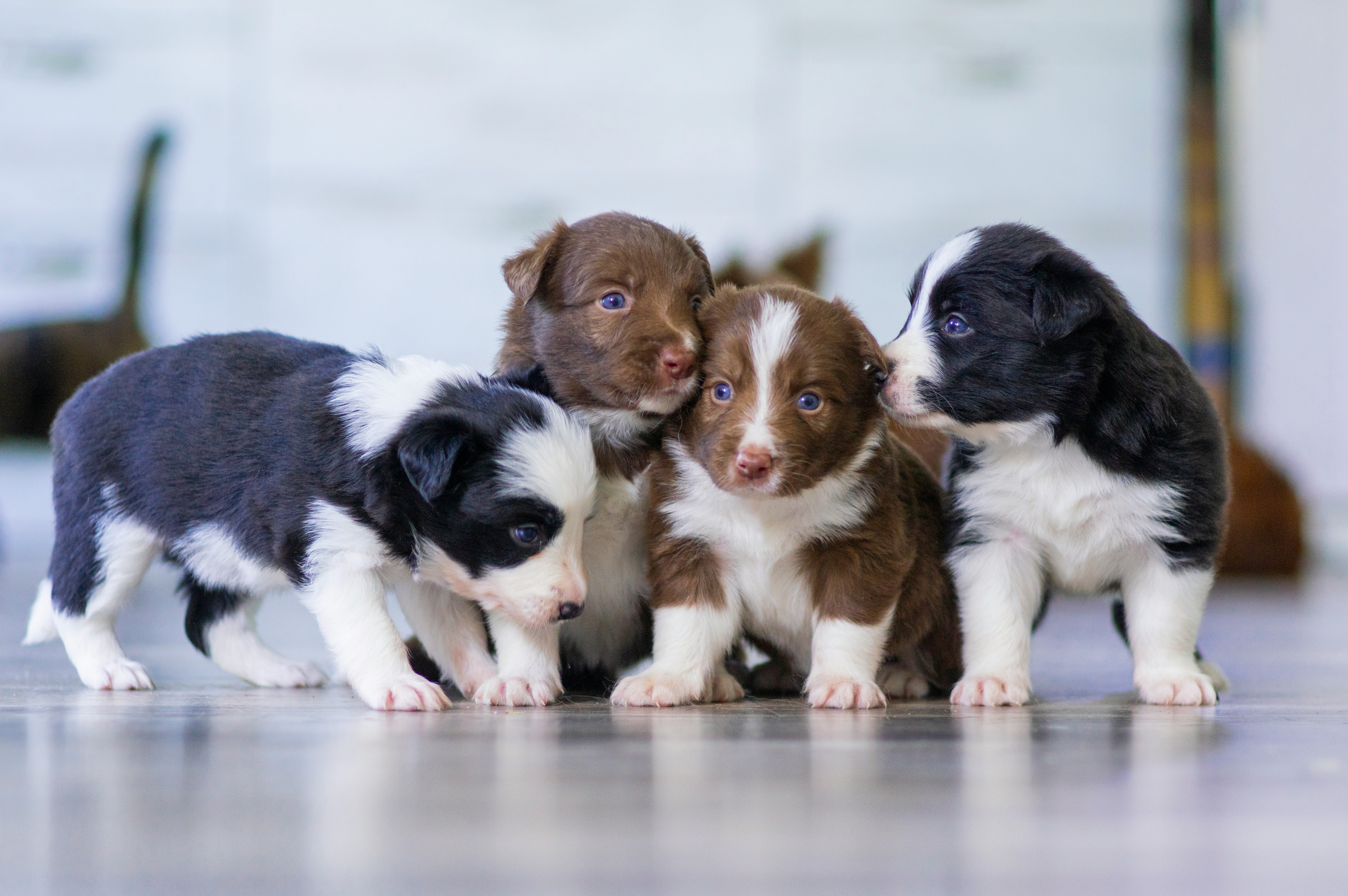 Small puppies