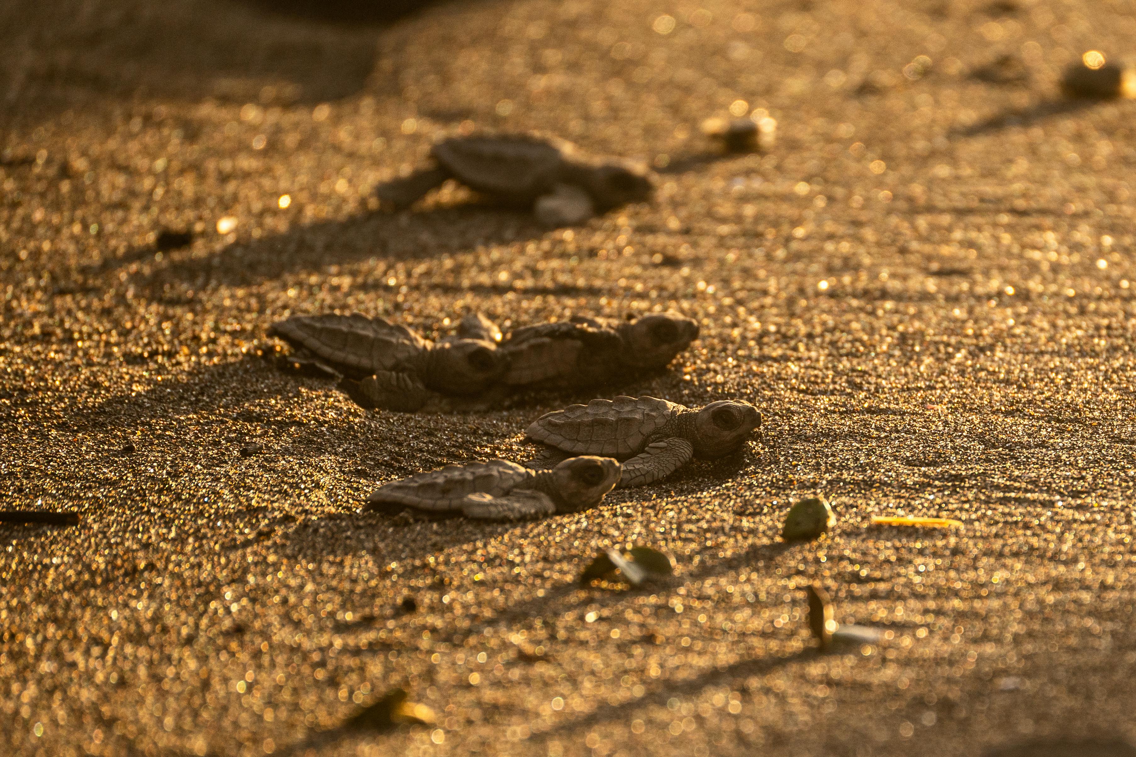 Granada și splendoarea Alhambrei