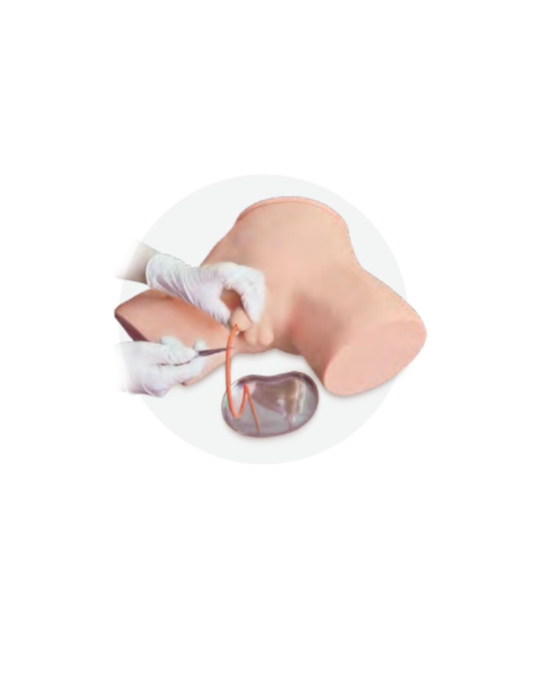 Male Catheterization Model