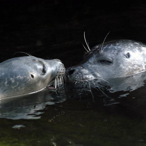ジェノヴァ水族館：ジェノヴァでの予約入場チケット