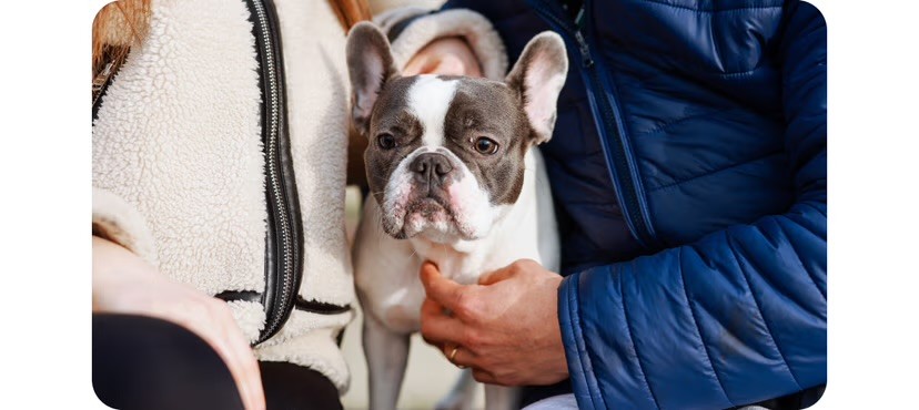 A blue and white French Bulldog is held and fussed over by two people outdoors, looking directly at the camera.