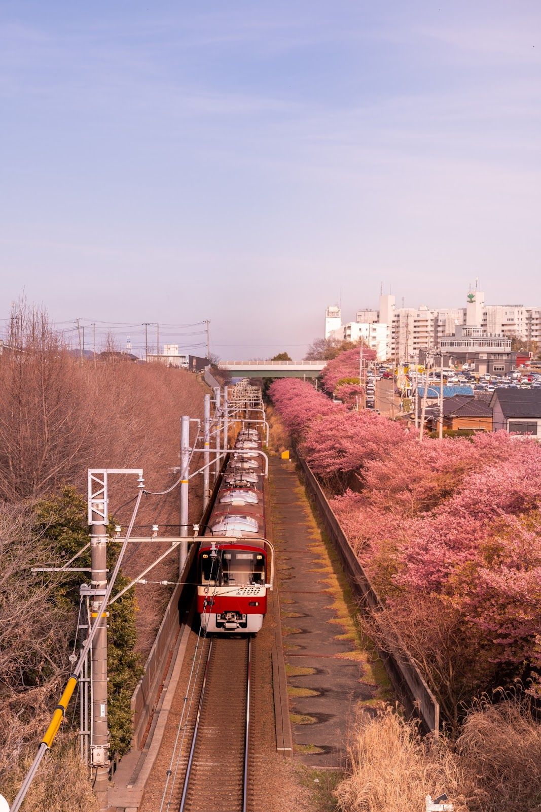 Train passing through amongst the sakura at Miura Station
