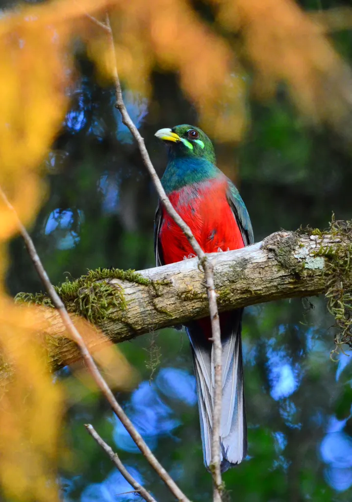 Narina Trogon