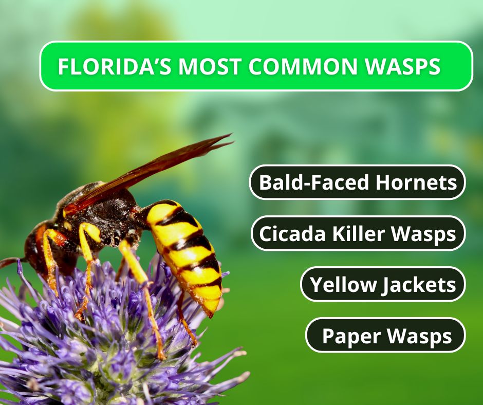 An infographic titled "Florida's Most Common Wasps" featuring a close-up photo of a wasp on a purple flower with a list naming Bald-Faced Hornets, Cicada Killer Wasps, Yellow Jackets, and Paper Wasps.