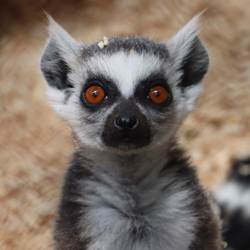 Acuario Michin Guadalajara