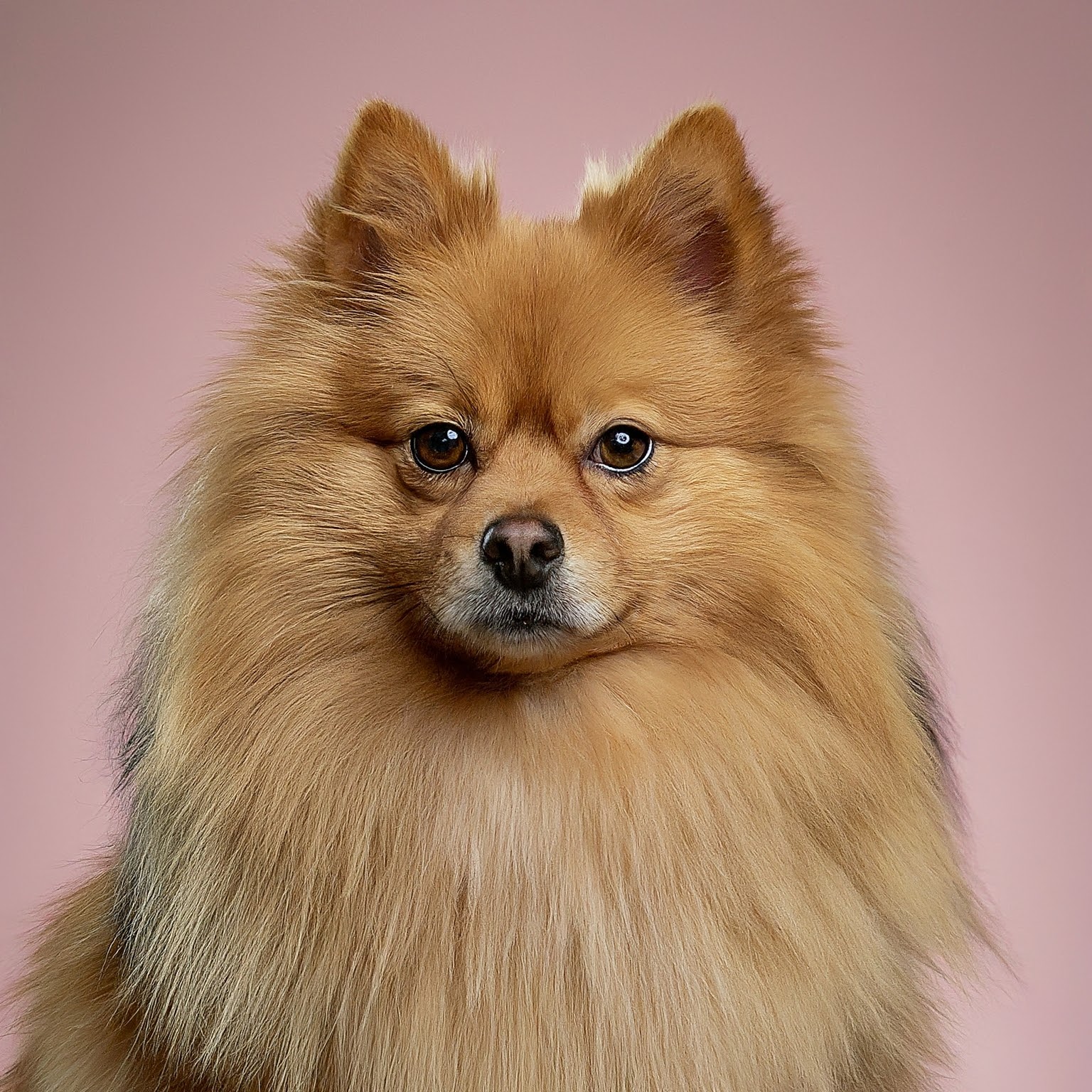 BUDDYUNO, German Spitz