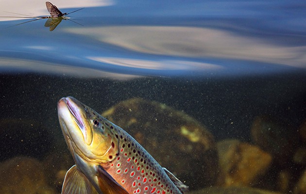 Trout rising to fly