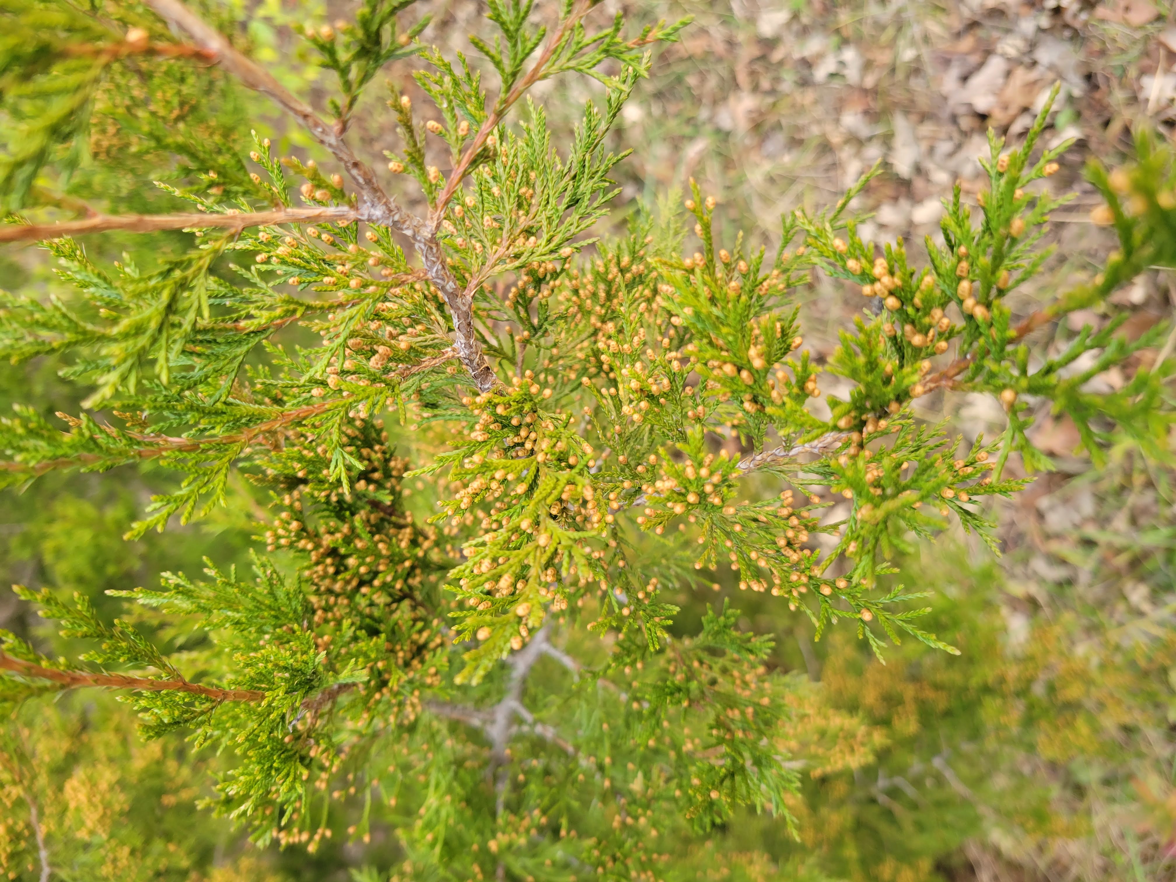 Group of students processing acorns together during a foraging class, representing shared learning and scholarship.
