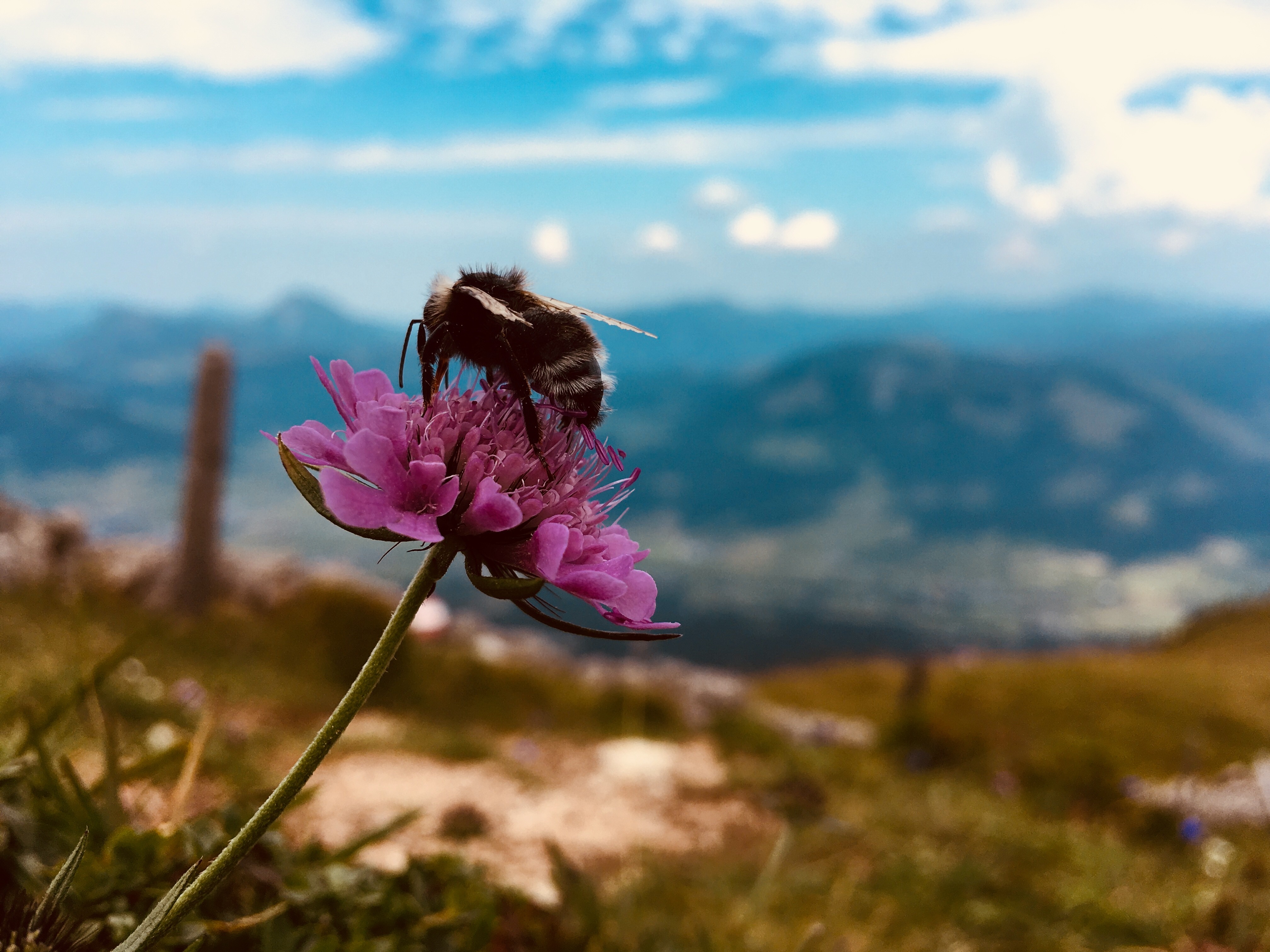 Nahaufnahme in den Bergen Hummel sitz auf einem Blatt