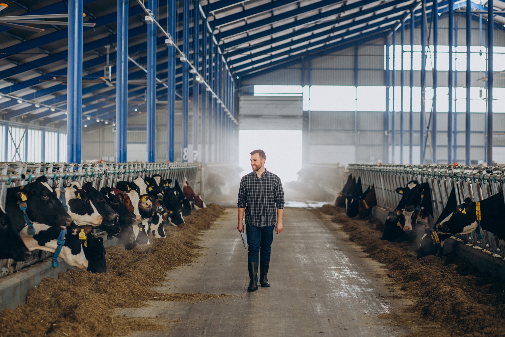 Meat industry professional walking through a modern cattle barn.