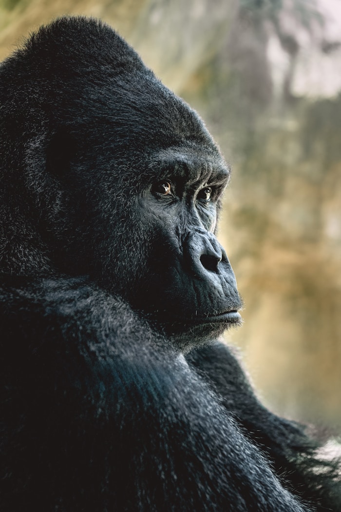 Gorilla portrait in a natural setting