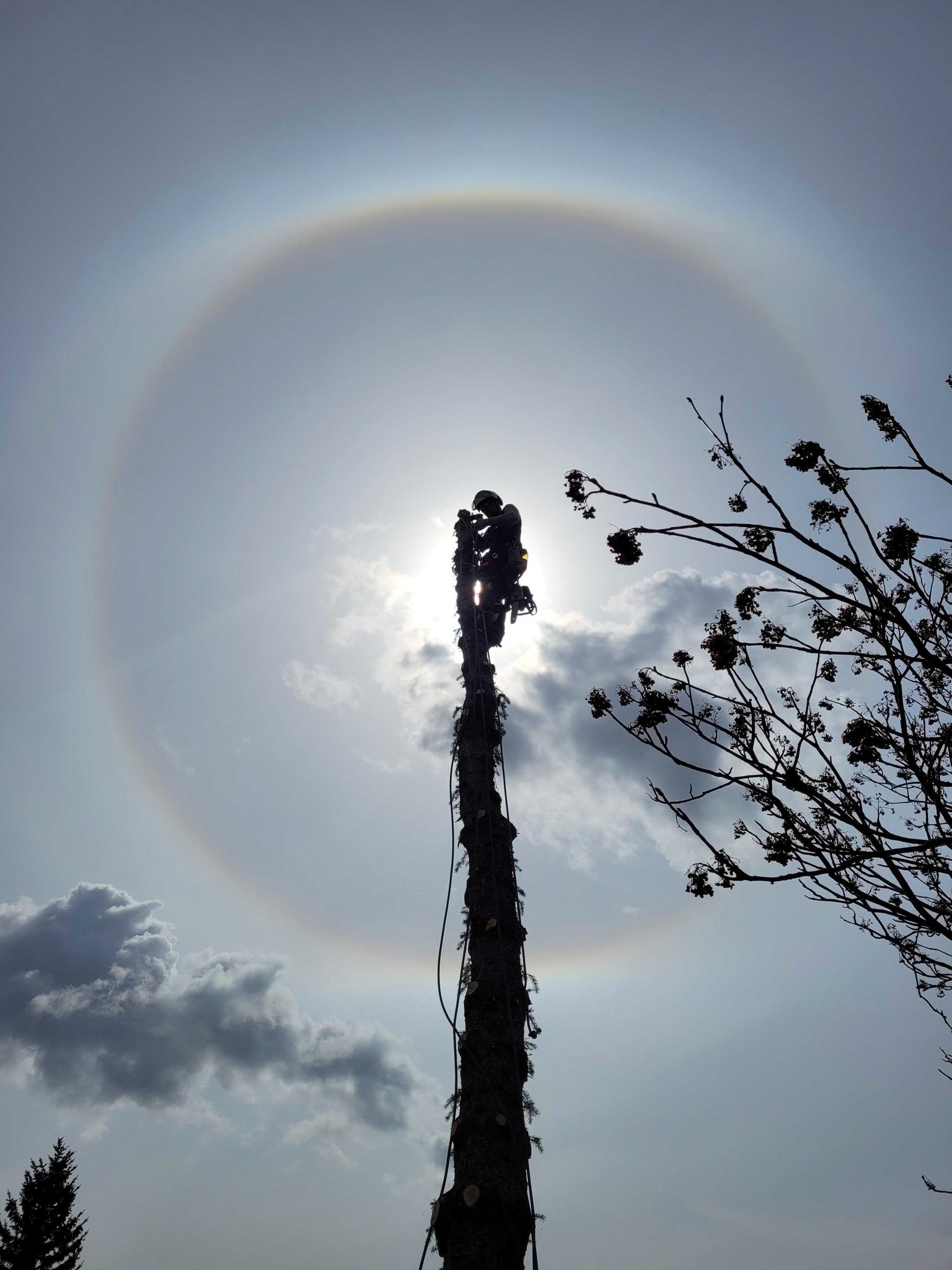 A climbing arborist at the top of a spar.