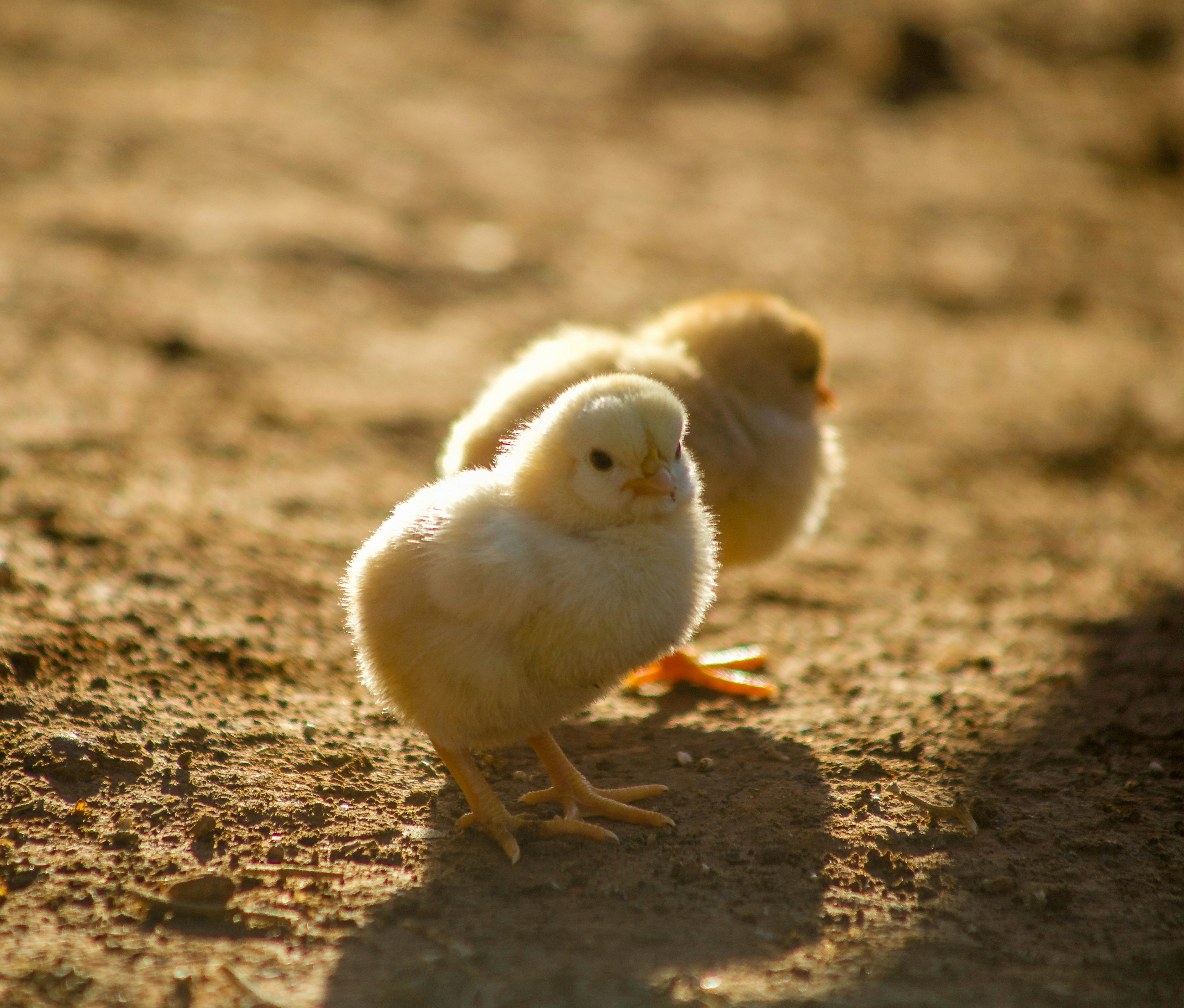 Cómo criar pollos de engorde