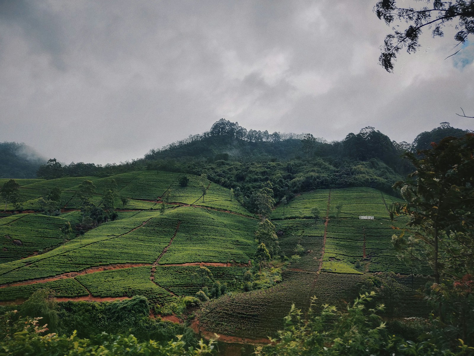 Misty tea plantations and hills in Sri Lanka, illustrating monsoon-season landscapes.