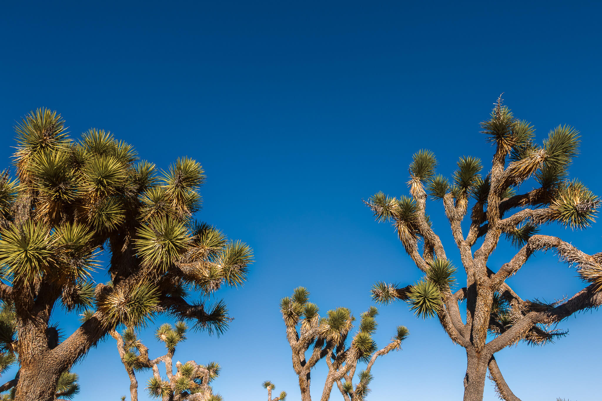 Joshua trees below a blue sky